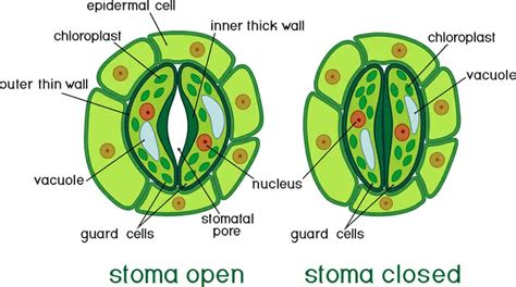 Stomata Leaf Diagram