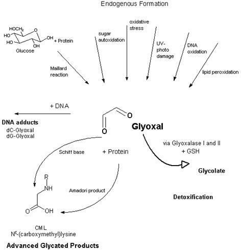 Glyoxal - Alchetron, The Free Social Encyclopedia