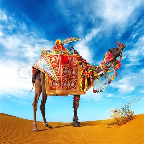 Camel in desert. Camel fair festival in ... | Stock image | Colourbox