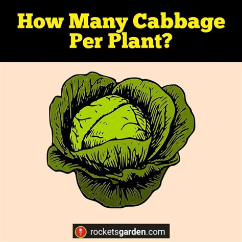 How Many Cabbage Per Plant? - Rockets Garden