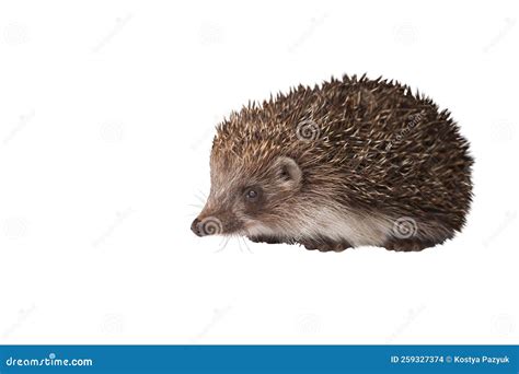 Hedgehog with Cute Face Isolated on White Stock Photo - Image of snout, needle: 259327374