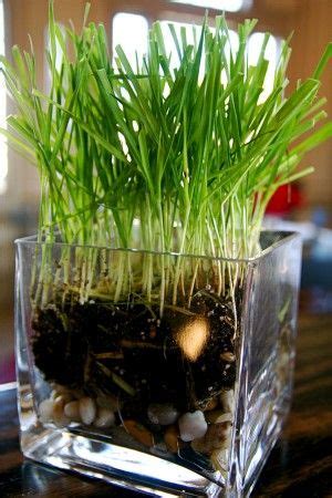 Types Of Indoor Grass - What's The Best Grass For Growing Indoors ...