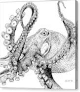 Giant Pacific Octopus - Enteroctopus dofleini Drawing by Zephyr Polk - Pixels