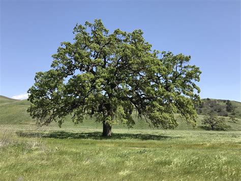 California's valley oak is poorly adapted to rising temperatures, study ...