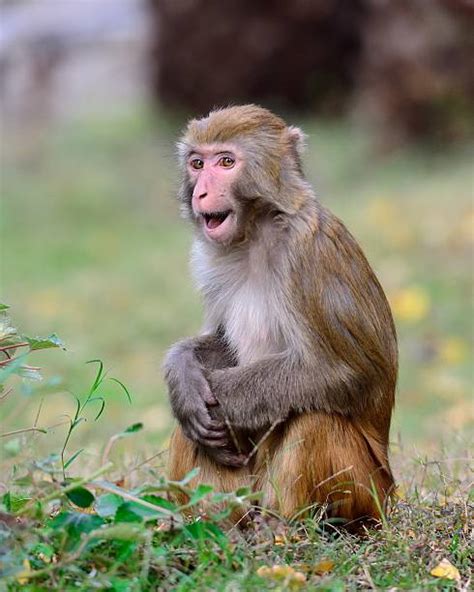 10+ Monkey Chatter Stock Photos, Pictures & Royalty-Free Images - iStock