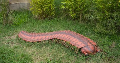 Meet the 8-Foot Giant Millipede That Once Roamed the Earth - A-Z Animals