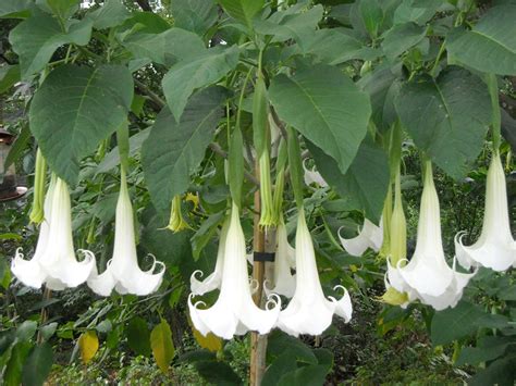 Brugmansia Suaveolens White 10 Seeds, Brazil's Angel Trumpet Shrub, Sm | The Plant Attraction