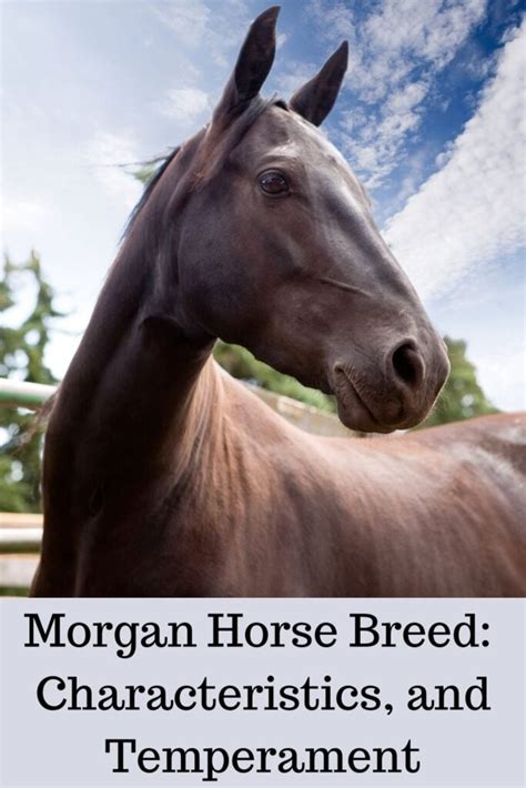 Morgan Horse Breed: Facts, Characteristics, and Temperament