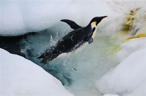 Emperor Penguin Breeding Cycle Australian Antarctic Program