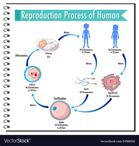 Human Reproduction Process Animation