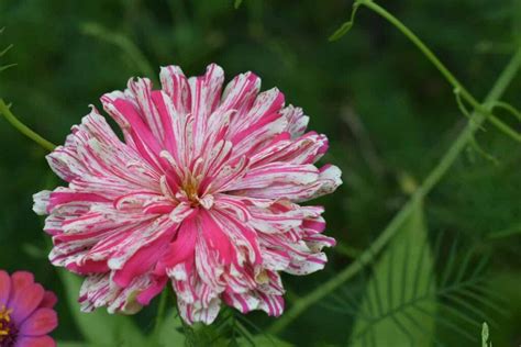 3 Important Facts About The Candy Cane Zinnia - Minneopa Orchards