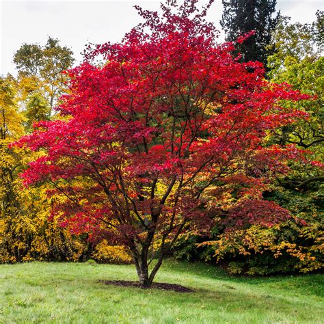 Green Leaf Japanese Maple – Green Thumbs Garden