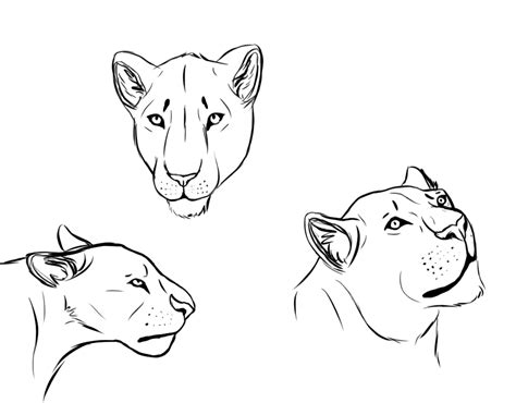 Lioness Head Study by Tawas on DeviantArt