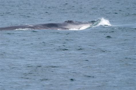 Happy Birthday Fin Whale | Oceans Initiative % Oceans Initiative