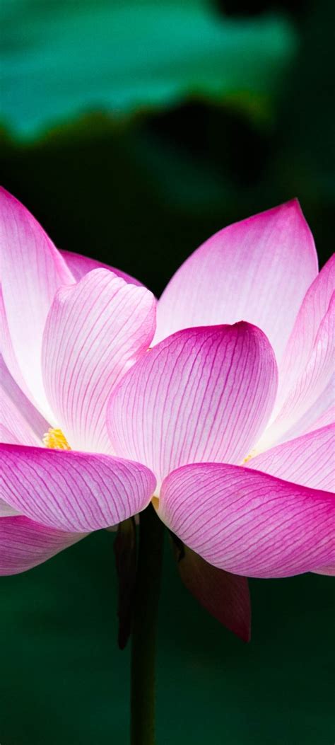 1080x2400 Lotus Flower 4k Google Pixel 7 ,HD 4k Wallpapers,Images ...