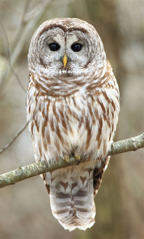 Most Beautiful Owl Species