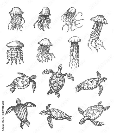 Ocean jellyfish and sea turtles sketch, marine animals vector hand ...