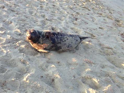 A Seal Flopped Up On The Beach - Business Insider