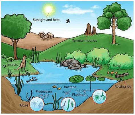 Ecology: Types of Ecology, Branches, Biotic, Abiotic