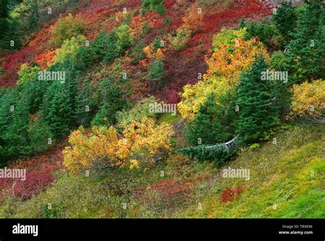 USA, Washington, Mt. Baker Snoqualmie National Forest, Fall colored huckleberry, blueberry and ...