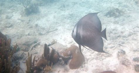 Snorkeling Sea Gardens - Healthy Patch Reef Off Key Largo