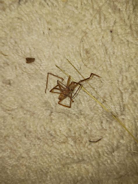 Is this a brown recluse? : r/whatisthisbug