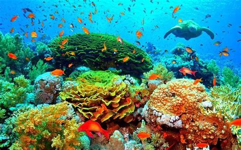 Image result for Most Beautiful Coral Reefs in the World | Cute Animals | Pinterest