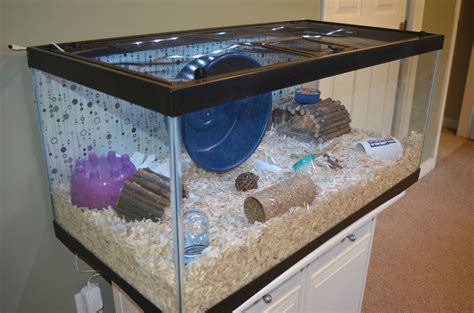 Amazon.com Page Not Found | Hamster cage, Hamster diy cage, Hamster habitat