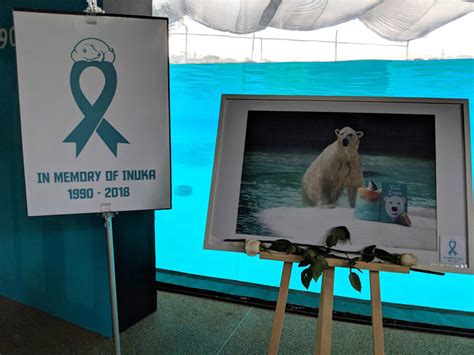 Singapore zoo holds memorial service for beloved late polar bear Inuka