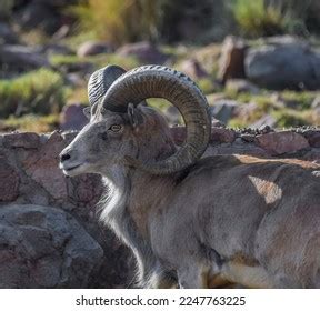 18 Sierra Nevada Bighorn Sheep Images, Stock Photos & Vectors ...