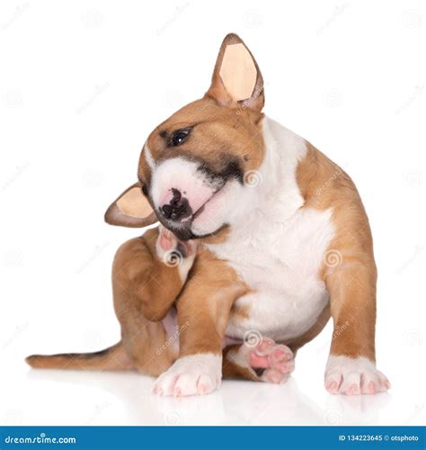 Miniature Bull Terrier Puppy on White Background Stock Image - Image of mini, head: 134223645