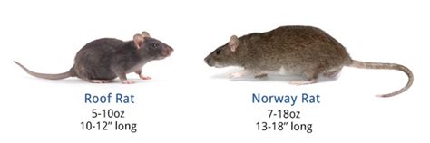 Rat Identification - Rat Anatomy & Life Cycle