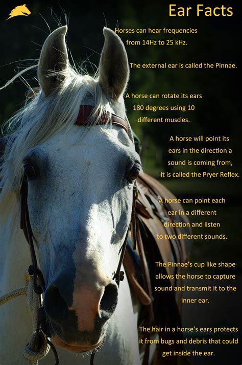 Horse Infographic facts sheet all about EARS! Re-pin if you learned something! www.parelli.com ...