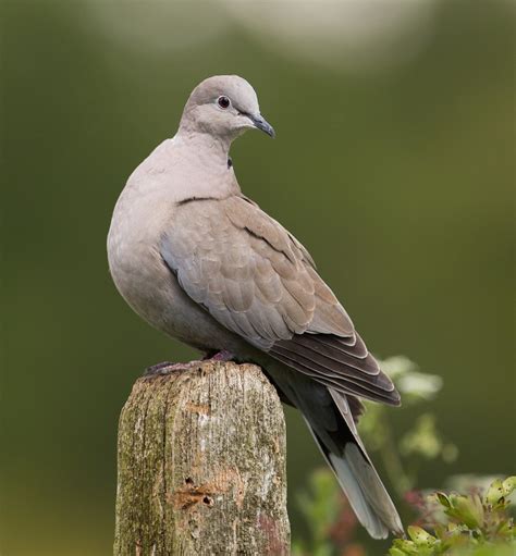 Are You Ready For The Big Garden Birdwatch?