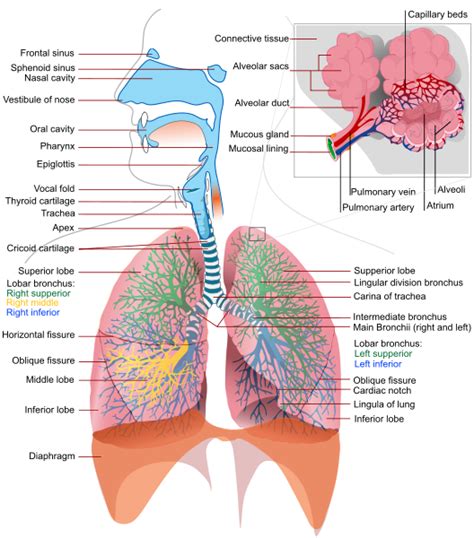 Left lung - wikidoc