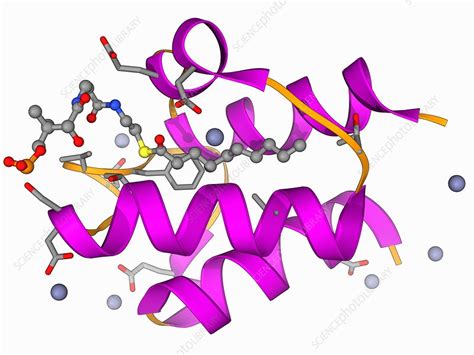 Acyl carrier protein molecule - Stock Image - F006/9588 - Science Photo ...