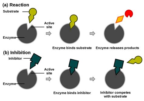 18 Unbelievable Facts About Enzyme Catalysis - Facts.net