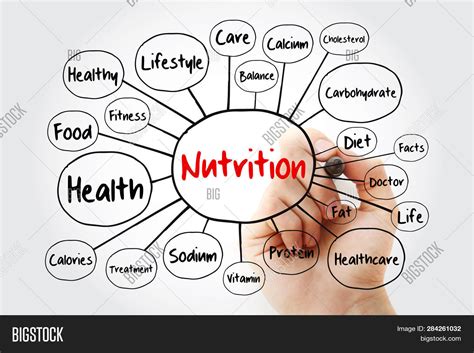 Nutrition Mind Map Image & Photo (Free Trial) | Bigstock