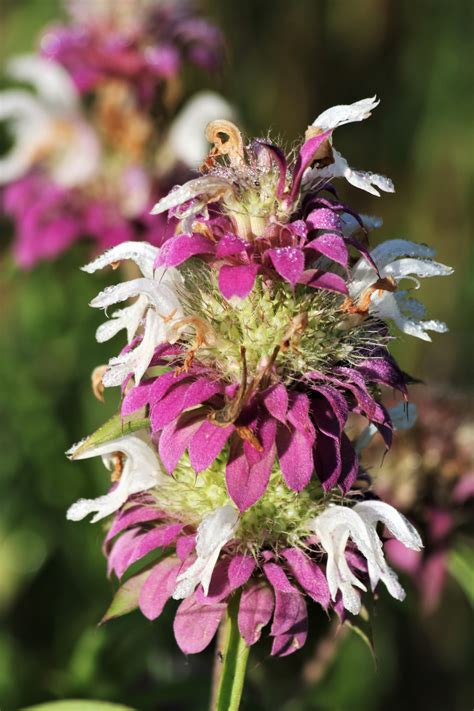 Purple Horsemint Wildflower Free Stock Photo - Public Domain Pictures