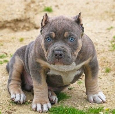 Pocket Pitbull Puppies for Sale | Pitbull Puppies