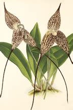 Two Orchids that Don't Have to Dress up for Halloween | Orchid Plant Care