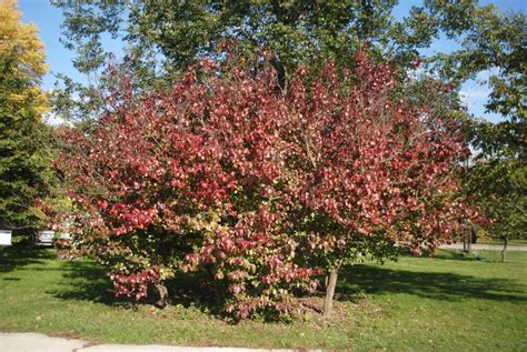 Photo of the fall color of Blackhaw Viburnum (Viburnum prunifolium) posted by ILPARW - Garden.org