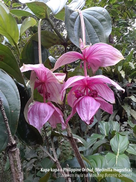 Pambansang Bulaklak Ng Pilipinas