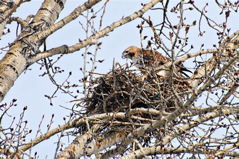 Red-tailed Hawk on Nest DSC_0424 | Taken east of Calgary | Flickr