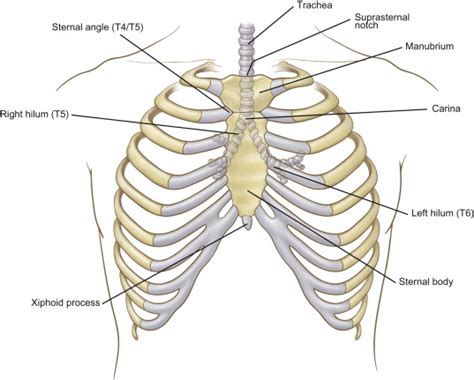 Surface Anatomy Of Ribs : Surface And Radiological Anatomy 3e Pb 2014 Halim A 9788123919522 ...