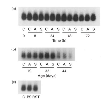 Control hybridization of northern blot filters. The northern blot... | Download Scientific Diagram