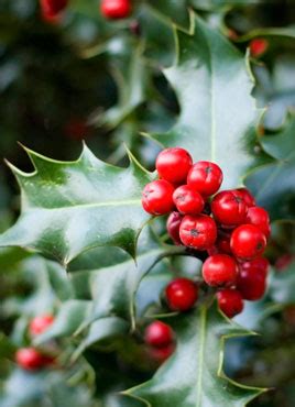 Yard and Garden: Holly, Mistletoe and Poinsettia | News