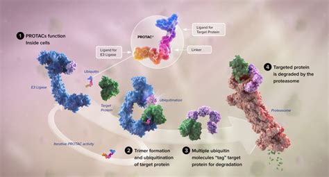 PROTAC™ Technology for Disease Therapy | XVIVO