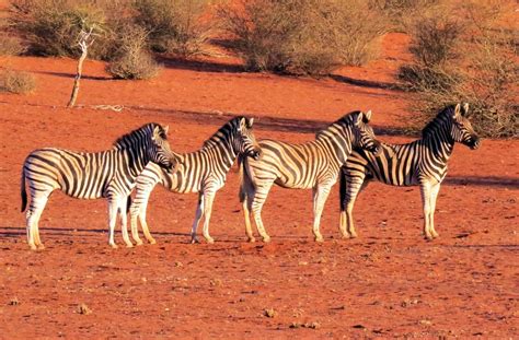 Namib Desert Animals