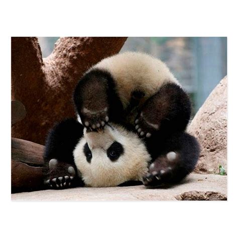 Baby pandas playing - baby panda cute panda postcard | Zazzle.com | Baby panda bears, Panda bear ...
